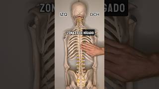 DOLOR DE ESPALDA Y DISFUNCIÓN VISCERAL osteopatia madrid masaje TerapiaManual osteopata [upl. by Marzi402]