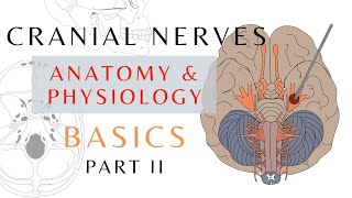 Cranial Nerve Basics Part 2  Easy Quick Review  Anatomy amp physiology  cranialnerves shorts [upl. by Garzon]