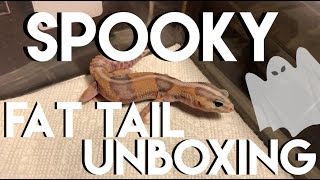 Special Fat Tail Gecko Unboxing amp More [upl. by Randal651]