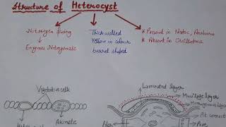 HeterocystStructure of HeterocystFunctionsFeaturesCyanobacteriaBlue Green Algae [upl. by Mooney]