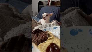 Baby chihuahua cries with tongue out over a hamburger chihuahua puppy viral trending shorts [upl. by Briggs]