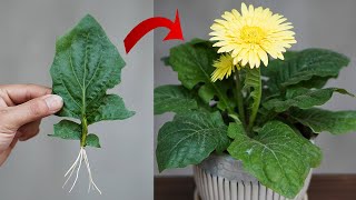 Tips For Planting Gerbera Leaves 100 Success [upl. by Whiffen]