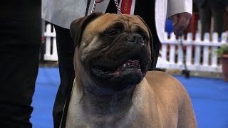 Manchester Dog show 2017  Working group  Shortlist [upl. by Thorner]