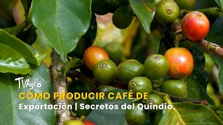 Cómo Producir Café de Exportación  Secretos del Quindío  TvAgro por Juan Gonzalo Angel [upl. by Pettifer]