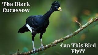 The Black Curassow Can This Bird FLY [upl. by Dael]