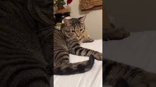 Buddy annoyed by his own tail 😂🤣cat cutecat funny animals tail laugh [upl. by Refinne]