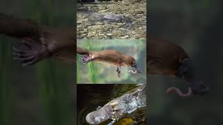 Platypus Antics Platypus FunnyAnimals Wildlife CuteAnimals fyp [upl. by Izabel783]