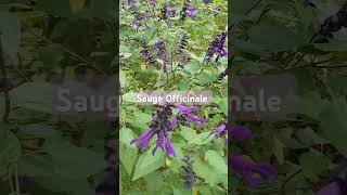 sauge officinale asmr naturelover shorts [upl. by Cooley]