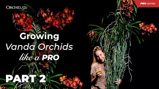 Growing Vanda Orchids Like a Pro part 2 [upl. by Aevin]