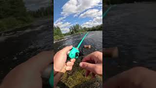 Walleye landed bigfishenergy fishing fish [upl. by Griswold]