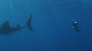 Ningaloo Reef Whale Sharks Exmouth Western Australia [upl. by Lalita]