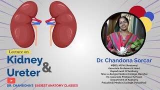 Lecture on gross anatomy of kidney and ureter [upl. by Halette]