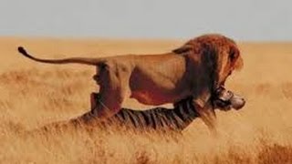 Leones Salvajes Cazando en Africa  Documentales National Geographic [upl. by Winslow]