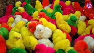 Many Coloured Chicken Baby Coloured Chicks Baby Chicken  Our Lifestyle [upl. by Joelle]