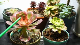 How to help Aeonium New Branches Grow Faster aeonium plantcare succulents [upl. by Rabi]