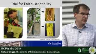 Richard Buggs The genome of Fraxinus excelsior [upl. by Etnaud]