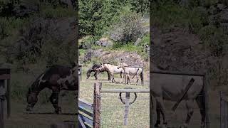 wild male horses fight [upl. by Ellehcil433]