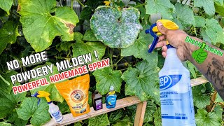 Get Rid of Powdery Mildew FAST With homemade spray gardening greentgarden amazing [upl. by Nylecsoj766]