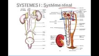 Introduction physiologie 2 [upl. by Ellehcam]