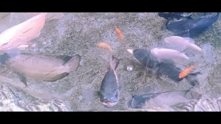 Feeding Time  Monster Fish vs Feeders Albino Pacu Albino Oscar Albino Gourami Iridescent Shark [upl. by Nehtanoj537]