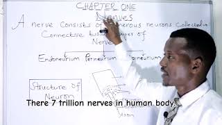 BIOLOGY FORM 4 CHAPTER 1 Funtional types of neurons LECTURE 5 [upl. by Armington344]