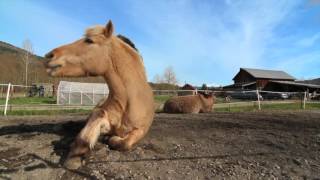 Ronan the Norwegian Fjord Horse does NOT want to go to work on Mon [upl. by Edya]