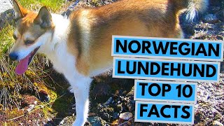 Norwegian Lundehund  TOP 10 Interesting Facts [upl. by Alaek]