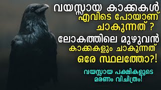 ലോകത്തിലെ മുഴുവൻ കാക്കകളും ചാകുന്നത് ഒരേ സ്ഥലത്തോ 😲വയസ്സായ പക്ഷികൾ എവിടെ പോയി ചാകുന്നു  Storify [upl. by Aihk498]