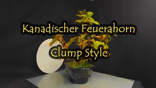 Kanadischer Feuerahorn Clump Style [upl. by Edrick]