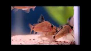 Corydoras metae spawning [upl. by Mirelle]