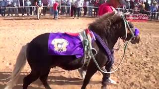 Gran Carrera de Ponys duelo de titanes tienes que verla 25 de febrero 2018 [upl. by Bramwell]