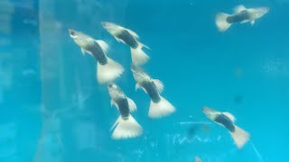 new exotics soft amp Hard fish guppy guppyfish videos [upl. by Elwira810]