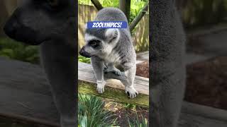 Gymnastics at the ZoOlympics🏅Team Neptune Hyacinth Macaw and Team Lemur alligatorfarm [upl. by Argyle]