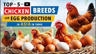 TOP 5 CHICKEN BREEDS FOR HIGH EGG  MUST KNOW BEFORE RAISING [upl. by Aicnarf54]