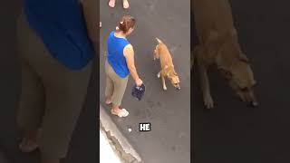 Hero Dog Breaks Free to Save Injured Owner shorts [upl. by Edgard]