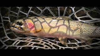 Rock Creek Montana Fly Fishing and Scenery [upl. by Eniamsaj117]