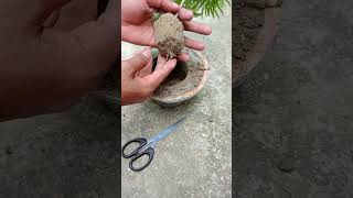 How to grow aralia plant  aralia propagation  aralia plant carediy [upl. by Sivart]