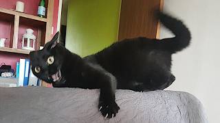 Funny Cats Videos 2024 😸 Funny Cat Videos − Funny Cats [upl. by Tollman]