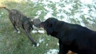 Pit Bull vs Rottweiler [upl. by Dill468]