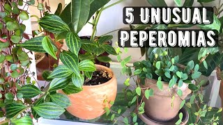 5 Unusual Peperomias [upl. by Irrab367]