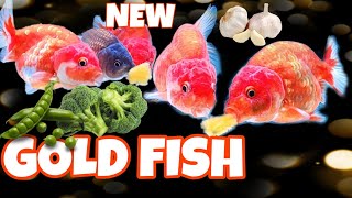 NEW GOLDFISH TANK SETUP TANK MAINTANCE  goldfish goldfishfarm india [upl. by Bostow]