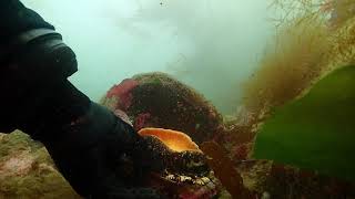 Sea star used to safely remove abalone from rock [upl. by Rouvin475]