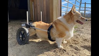 Placing a pet into Rear Support Wheelchair [upl. by Felty]