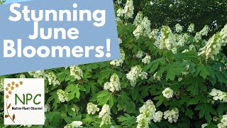 See stunning Juneblooming native plants for the northeast native plants pollinator plants [upl. by Bart693]