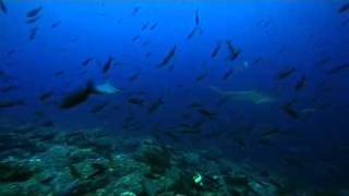 De alziende haai  Great Hammerhead Shark [upl. by Bellaude]