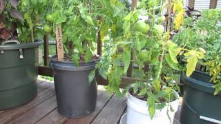 Garden Questions Does Tomato Container Size Matter amp Do Determinate Tomatoes Die  TRG 2014 [upl. by Revlis]