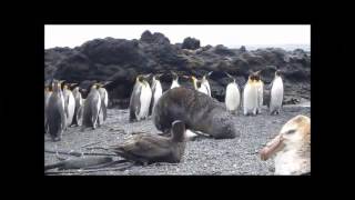 Focas estão estuprando pinguins [upl. by Yesrej]