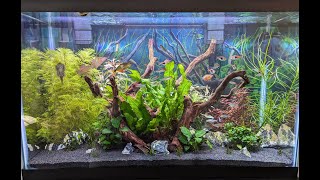 30 Gallon Planted Tank Update [upl. by Serdna]