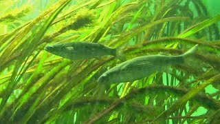 アマモ場で採食中のボラの稚魚（葛西臨海水族園）Flathead Mullet Fry [upl. by Nahn]