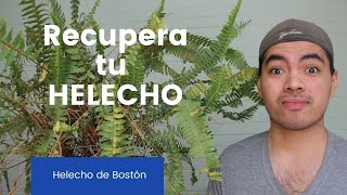 Recupera a tu helecho Nephrolepis exaltata Deja de matar a tu Helecho de Boston [upl. by Arima]